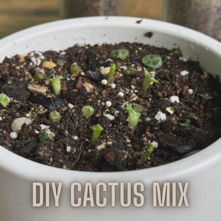 DIYCactusSoilMix